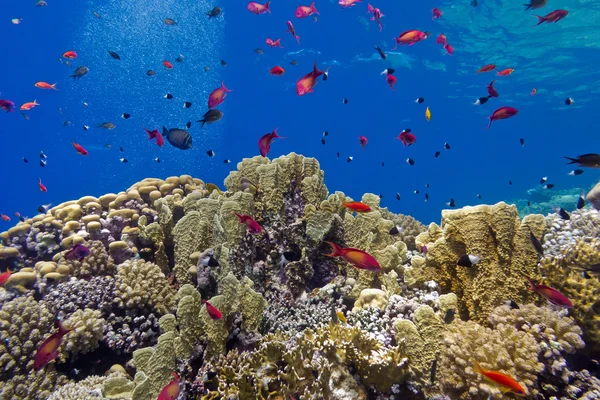 青い水の背景に熱帯海の底の火サンゴや魚 anthias とカラフルなサンゴ礁 — ストック写真