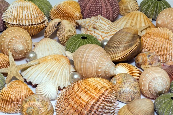 Collection of various colorful seashells on white background — Stock Photo, Image