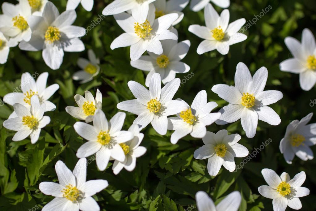 A lot of spring white flowers - anemone nemorosa in garden