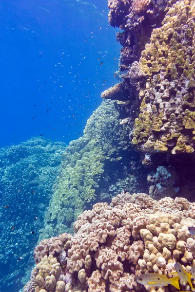 Koraal rif met porites koralen en goatfishes op de bodem van tropische zee op de achtergrond blauw water — Stockfoto