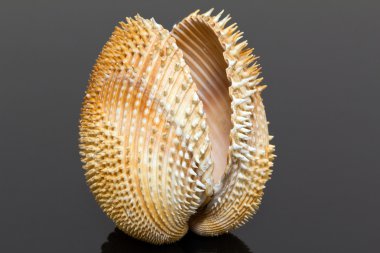 siyah arka plan üzerine izole midyeler, Tek Kişilik deniz kabuğu