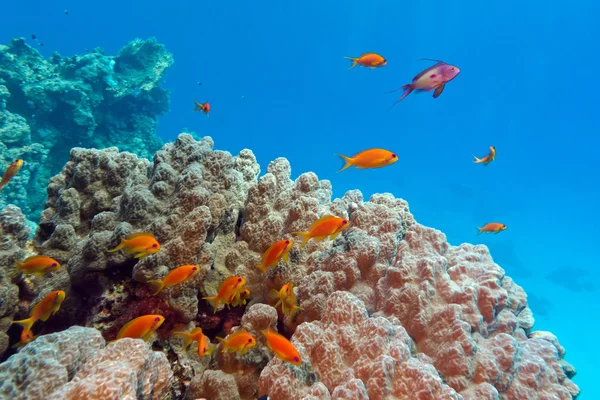 Κοραλλιογενή ύφαλο με porites κοράλλια και anthiases στο κάτω μέρος του τροπική θάλασσα σε φόντο μπλε του νερού — Φωτογραφία Αρχείου