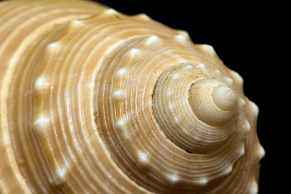 Einzelne Muschel isoliert auf schwarzem Hintergrund — Stockfoto