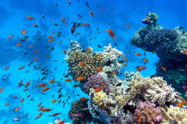 Coral reef with soft and hard corals with exotic fishes anthias on the bottom of tropical sea on blue water background