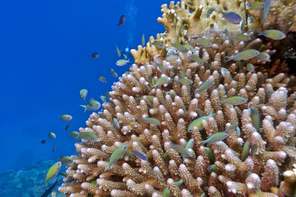 Coral reef with hard corals and fishes chromis caerulea at the bottom of tropical sea on blue water background — Stock Photo, Image