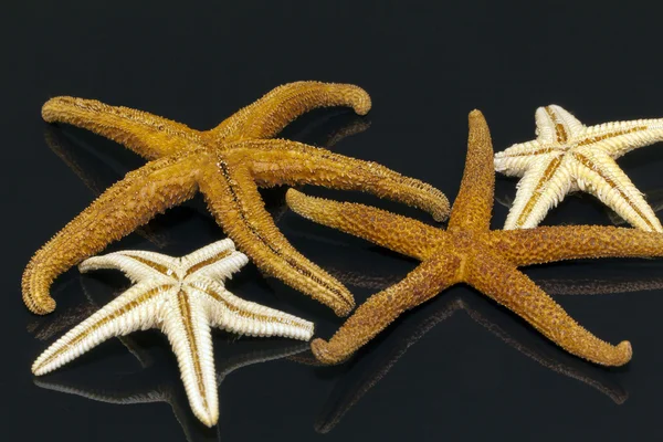 Algumas das estrelas do mar isoladas no fundo preto — Fotografia de Stock