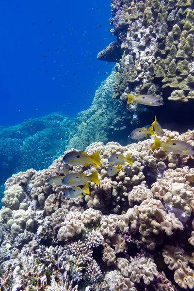 Arrecife de coral con pórticos corales y peces cabra en el fondo del mar tropical sobre fondo de agua azul — Foto de Stock
