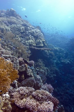 Coral reef ile sert ve mercan tropikal Deniz dibinde yangın
