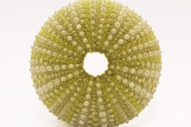 Beyaz arka plan-makro izole deniz kabuğu yeşil echinoidea iskelet