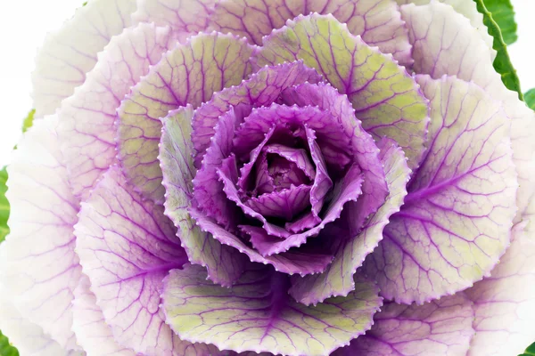 Enkele bloem van violet brassica oleracea - close-up — Stockfoto