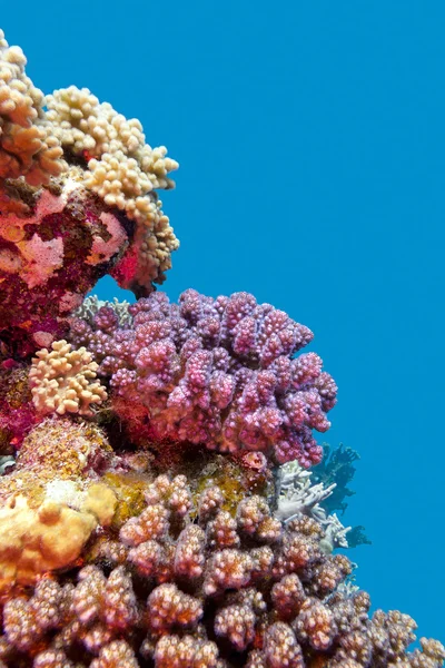 Recife de coral com corais duros violeta poccillopora no fundo do mar tropical em fundo de água azul — Fotografia de Stock