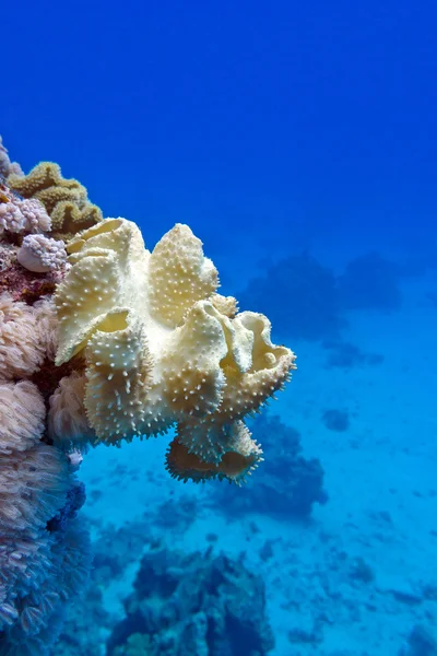 Korallenriff mit großen gelben Weichkorallen Pilzleder am Grund des tropischen Meeres auf blauem Wasser Hintergrund — Stockfoto