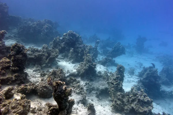 Fondo de mar tropical con arrecife de coral a gran profundidad sobre fondo de agua azul —  Fotos de Stock