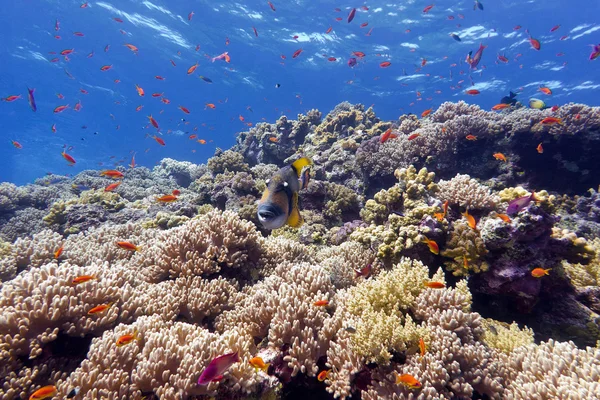 Coral reef with hard corals and exotic fishes anthias and triggerfish at the bottom of tropical sea on blue water background — Stock Photo, Image