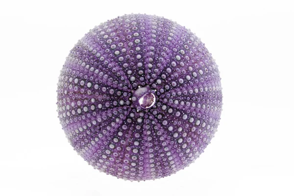 Isolerade stora skelett av sea shell violett echinoidea - makro — Stockfoto