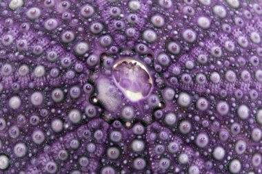 Deniz kabuğu mor echinoidea - büyük iskelet izole makro
