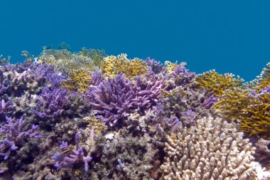 mercan makara-Menekşe acropora mercanlar üzerinde mavi dalış arka plan ile tropikal Deniz dibinde