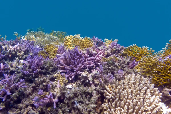 青い watter 背景にバイオレット ミドリイシ サンゴと熱帯の海の底の珊瑚礁 — ストック写真