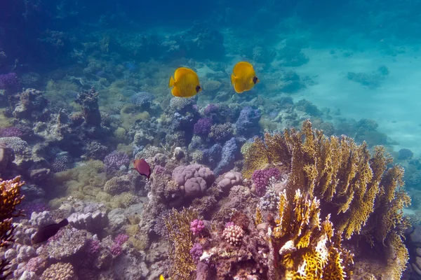 Bottom of tropical sea with coral reef and butterflyfishes — Stock Photo, Image