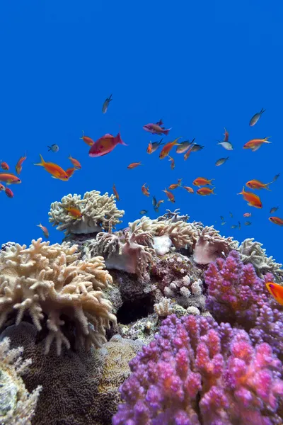 Coral reef with soft and hard corals with exotic fishes anthias on the bottom of tropical sea on blue water background — Stock Photo, Image