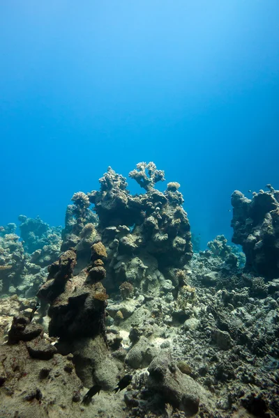 Mavi su arka planda büyük bir derinlik, mercan kayalığı ile tropikal Deniz dibinde — Stok fotoğraf
