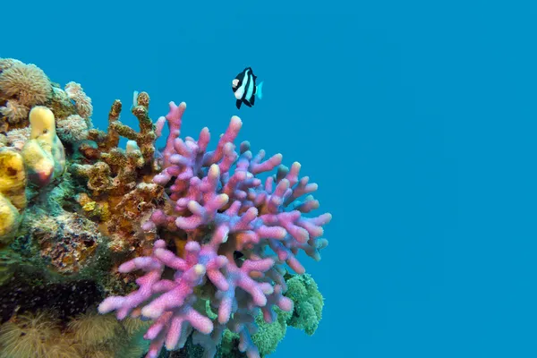 Koraalrif met violet kap koraal einde exotische vissen op de bodem van tropische zee geïsoleerd op blauw water achtergrond — Stockfoto