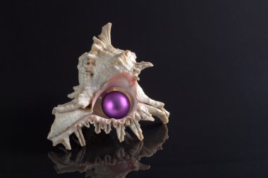 Deniz kabuğu siyah arka plan üzerine Menekşe Noel balon