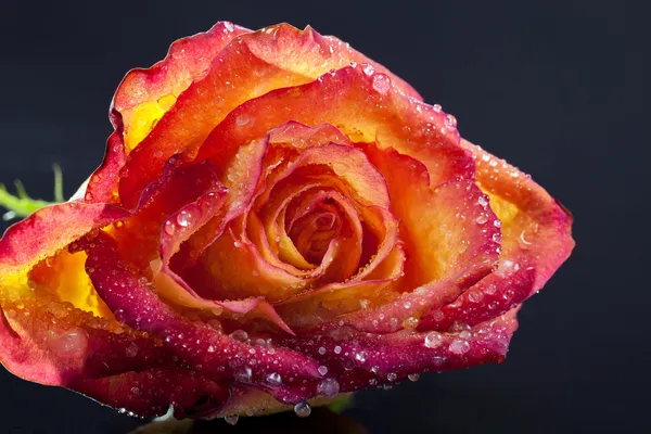 Één bevroren bloem van rose geïsoleerd op een zwarte achtergrond - macro — Stockfoto