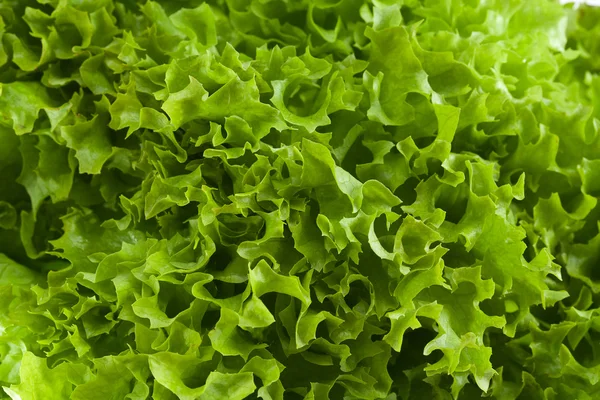 Fresh green lettuce jagged close up — Stock Photo, Image