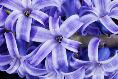 Isolated cluster of flower violet hyacinth on white background