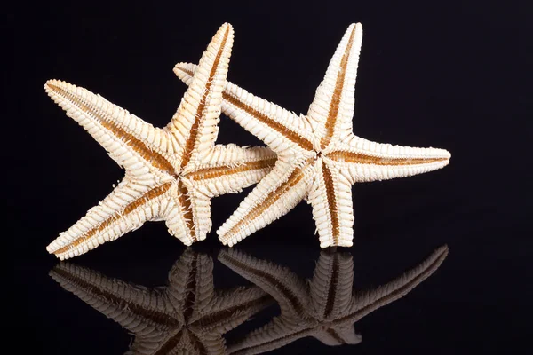 Algunas estrellas de mar aisladas sobre fondo negro — Foto de Stock