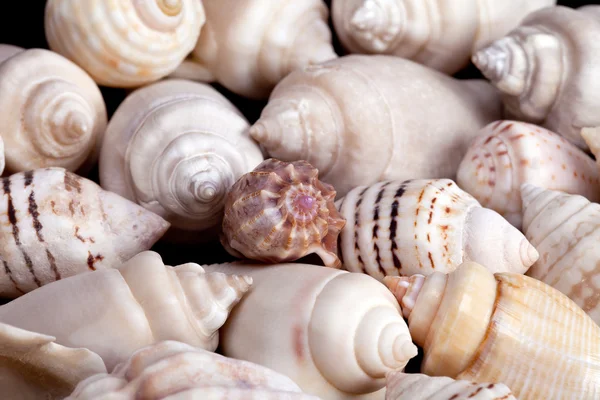 Collection of various colorful seashells on white background — Stock Photo, Image