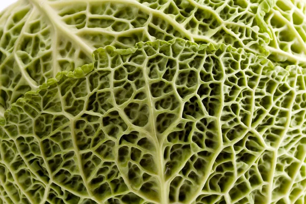 Head of young cabbage close up — Stock Photo, Image