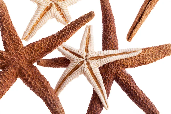 Some of sea stars isolated on white background — Stock Photo, Image