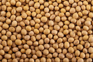 soya backkground yakın çekim