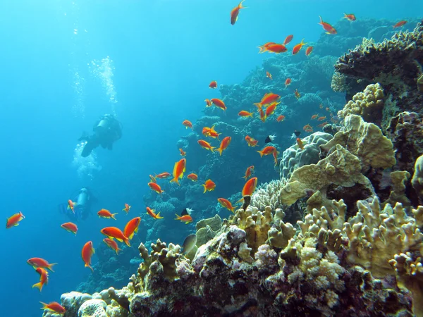Coral reef with divers and exotic fishes anthias at the bottom of tropical sea — Stock Photo, Image