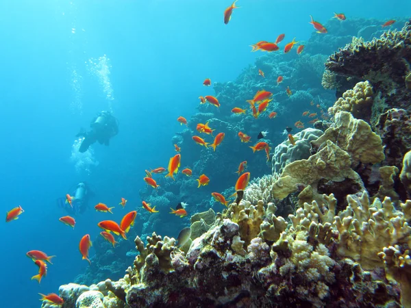 dalgıçlar ve egzotik mercan kayalığı anthias tropikal Deniz dibinde balıklar