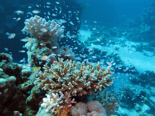 Coral reef at great depth in tropical sea on blue water background — Stock Photo, Image