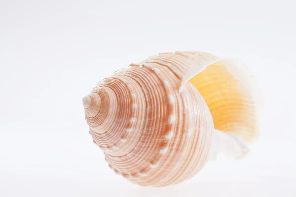 Enda seashell isolerad på vit bakgrund — Stockfoto