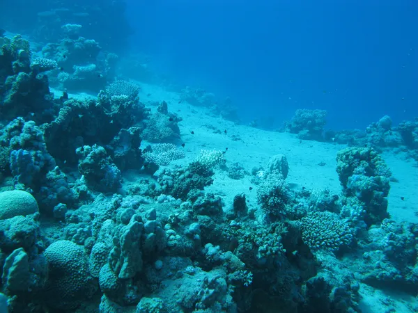 Arrecife de coral a gran profundidad en el mar tropical sobre fondo de agua azul —  Fotos de Stock
