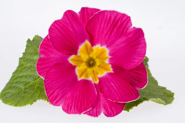 Beautiful  spring flowers of pink primula -close up — Stock Photo, Image