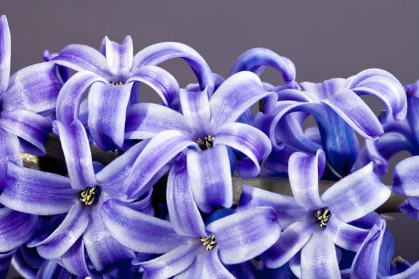 Kytička fialová Hyacinth izolovaných na šedém pozadí - detail — Stock fotografie