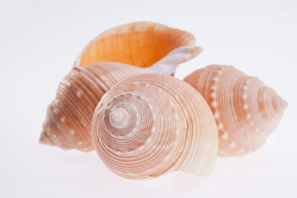 Algunas de las conchas marinas aisladas sobre fondo blanco de cerca —  Fotos de Stock