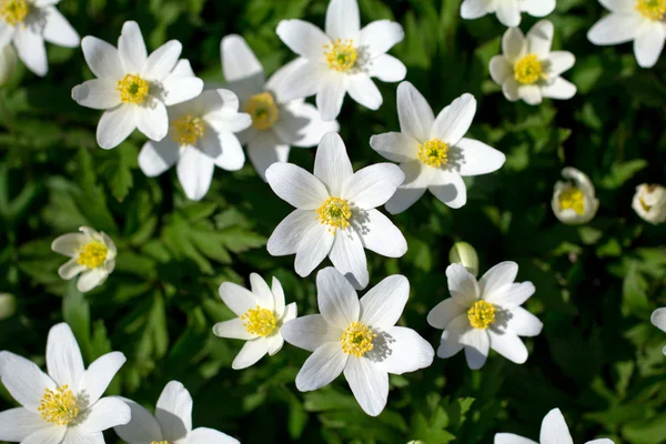 A lot of spring white flowers - anemone nemorosa in garden on green background — Stock Photo, Image