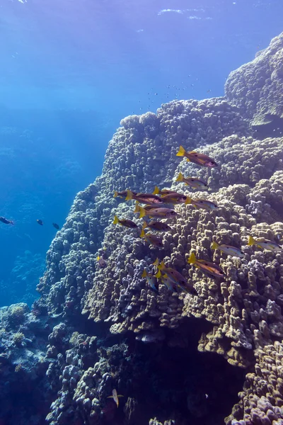 Korallenriff mit Schweinekorallen und Ziegenfischen am Grund des tropischen Meeres auf blauem Wasserhintergrund — Stockfoto