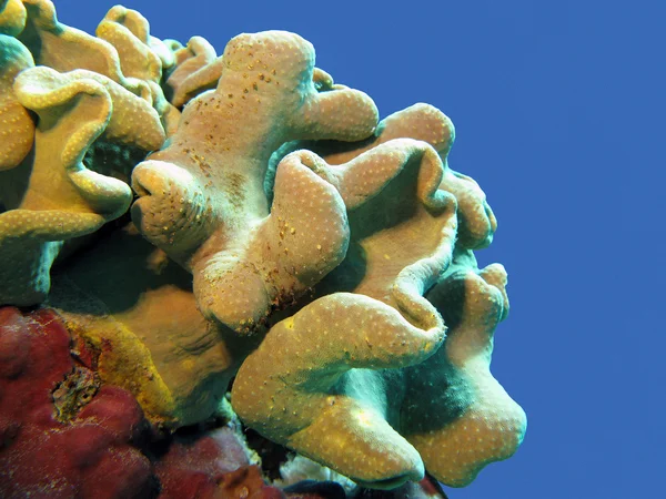 Corail mou isolé sur fond d'eau bleue au fond de la mer tropicale — Photo