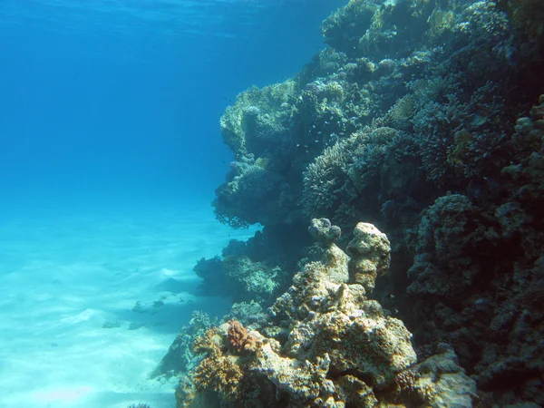 Arrecife de coral en el fondo del mar tropical sobre fondo de agua azul —  Fotos de Stock
