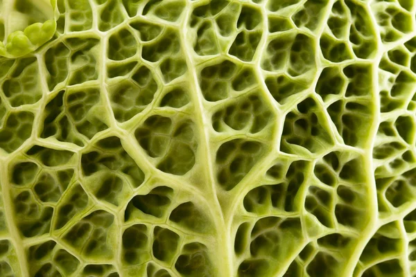 Single leaf of young green cabbage isolated on white background close up — Stock Photo, Image