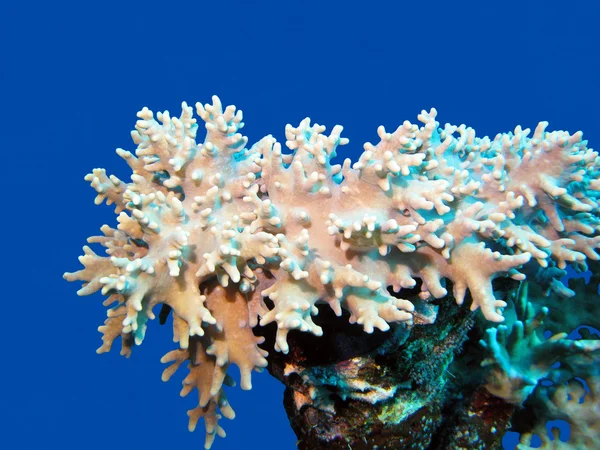 Κοραλλιογενή ύφαλο με μεγάλη μαλακά κοράλλια στο κάτω μέρος του τροπική θάλασσα, απομονωμένη στην γαλάζια νερά — Φωτογραφία Αρχείου