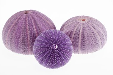 Grup üzerinde beyaz arka plan makro izole deniz kabuğu mor echinoidea iskelet